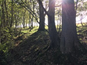 Welsh woods